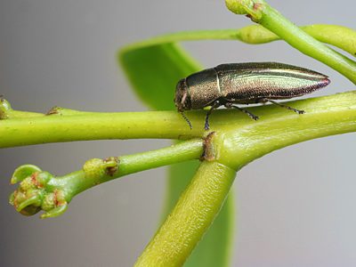 Melobasis occidentalis, PL0136, on Acacia pycnanatha, SL